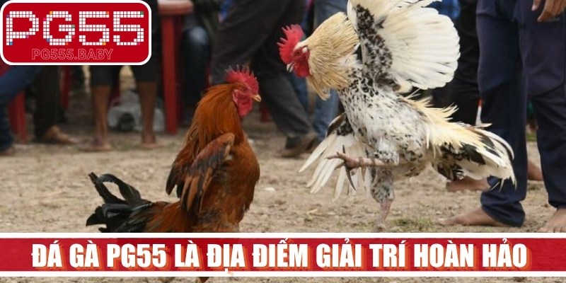 Đá gà PG55 là địa điểm giải trí hoàn hảo để những tín đồ cá cược