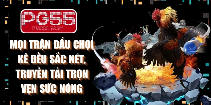 Mọi trận đấu chọi kê đều sắc nét, truyền tải trọn vẹn sức nóng